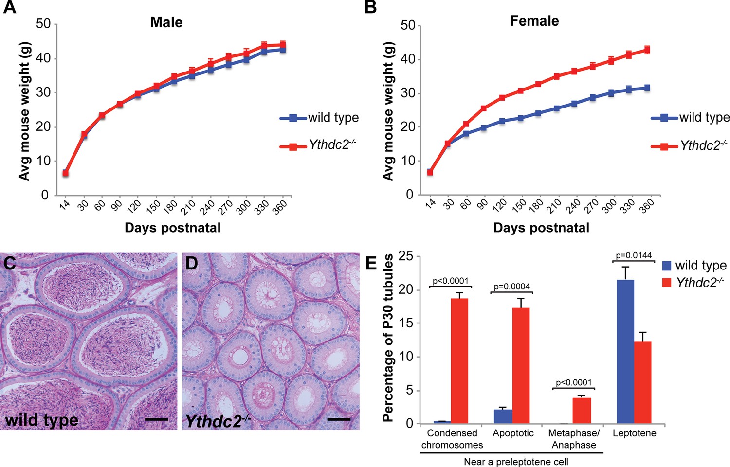 Figures and data in The conserved RNA helicase YTHDC2 regulates the ...