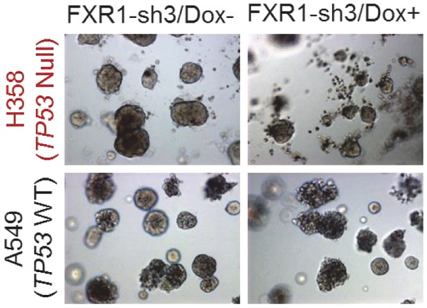 Figures and data in FXR1 regulates transcription and is required for ...