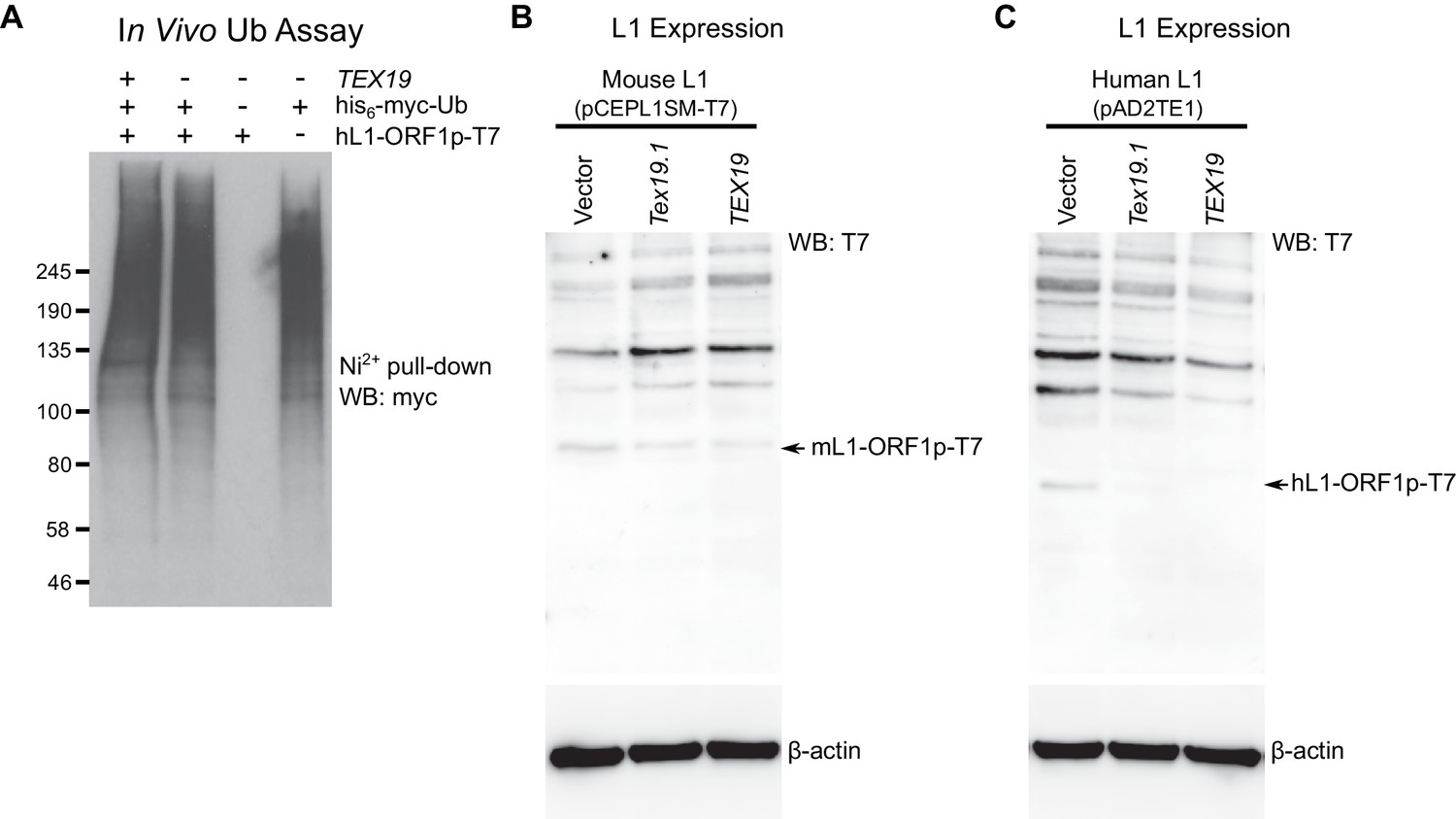 Figures and data in Mobilization of LINE-1 retrotransposons is ...