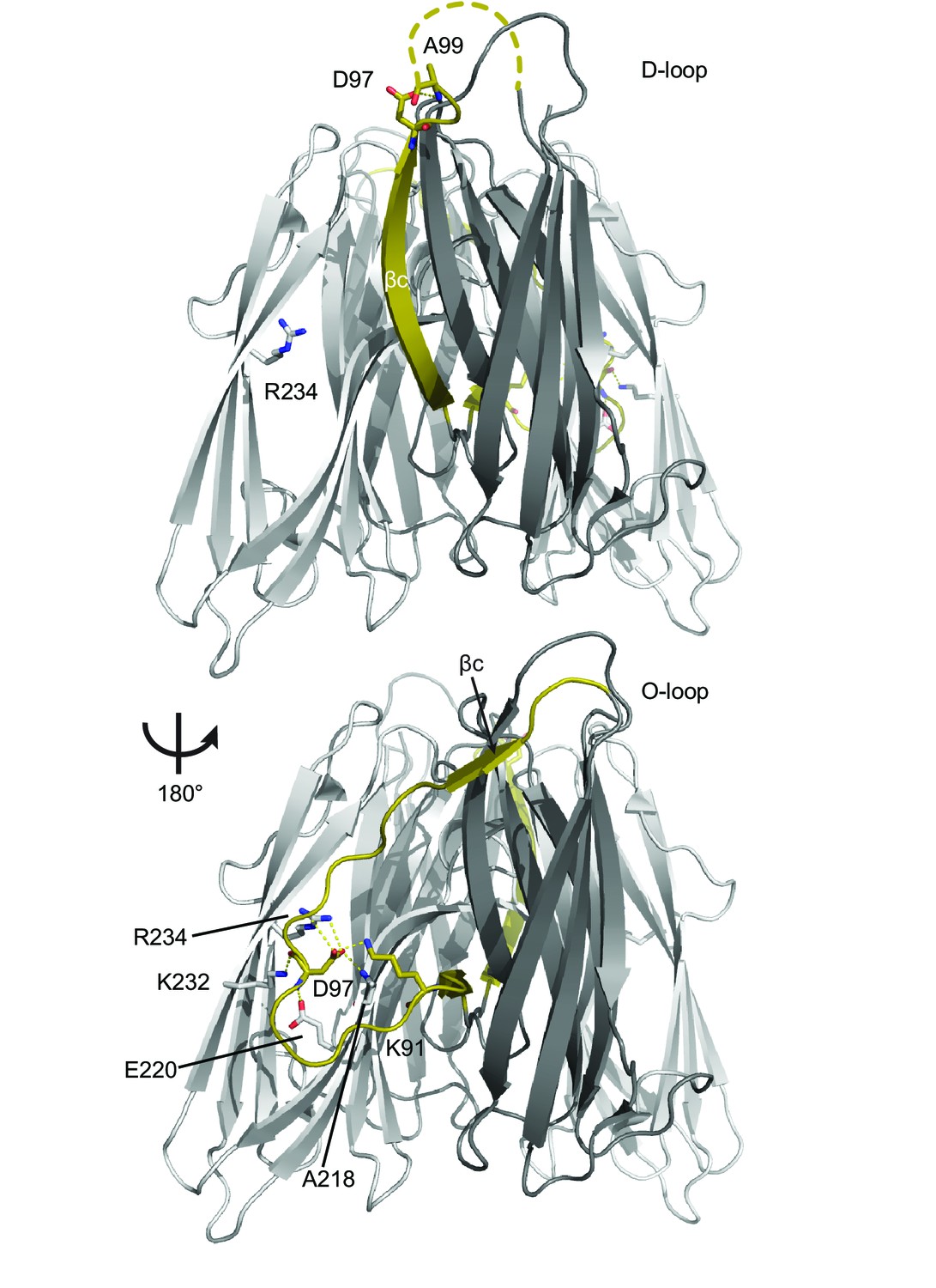 Structural dynamics of RbmA governs plasticity of Vibrio cholerae