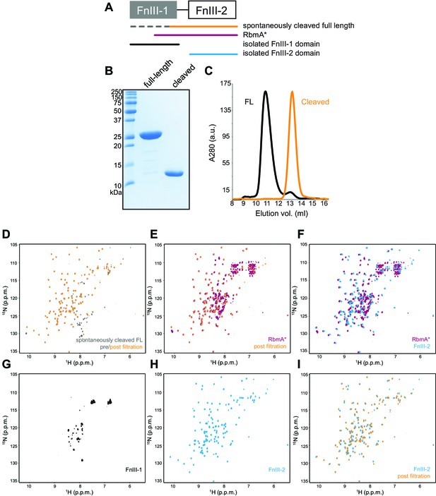 Figures and data in Structural dynamics of RbmA governs plasticity of ...