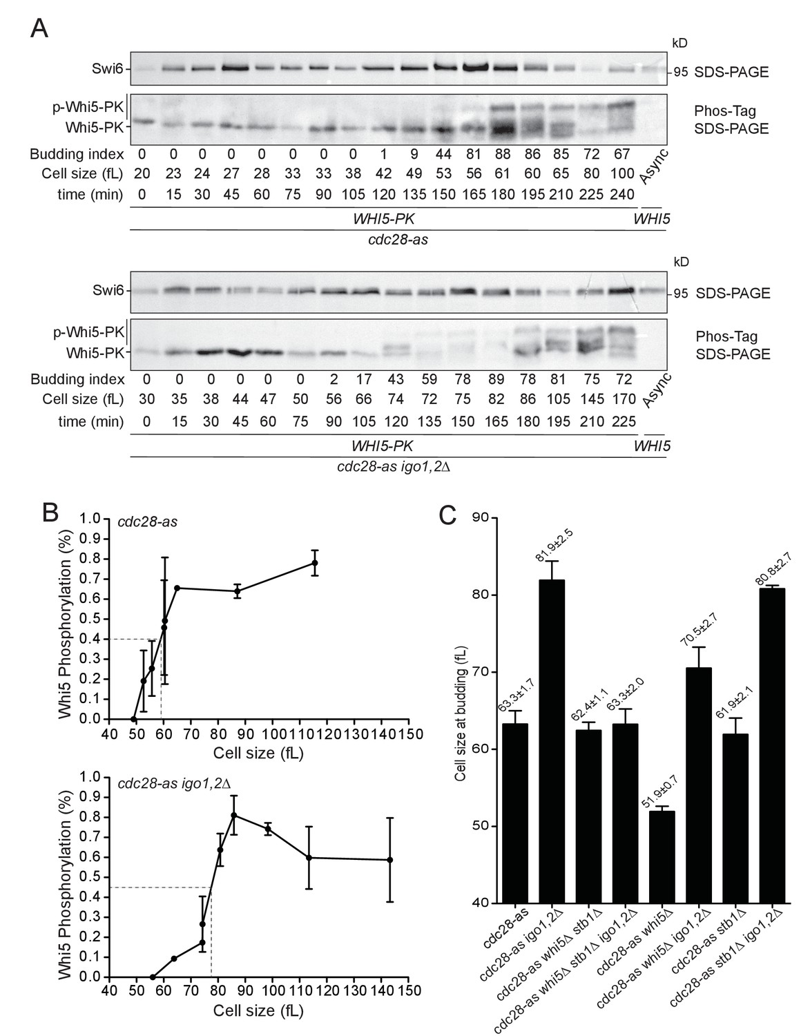 Homeostatic Control Of Start Through Negative Feedback Between Cln3 Cdk1 And Rim15 Greatwall Kinase In Budding Yeast Elife