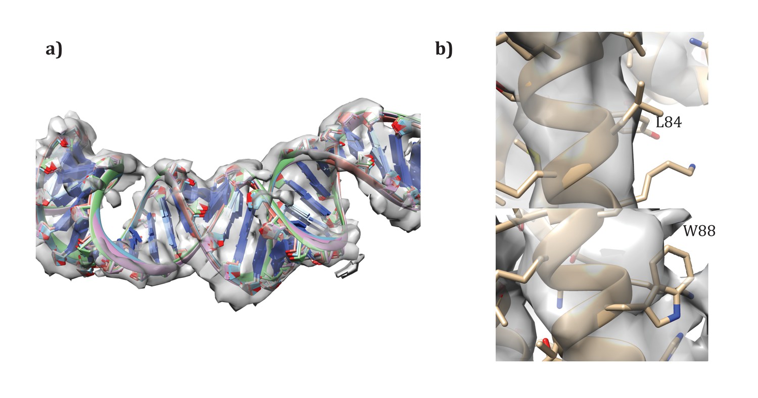 Figures and data in Model for a novel membrane envelope in a filamentous hyperthermophilic virus ...