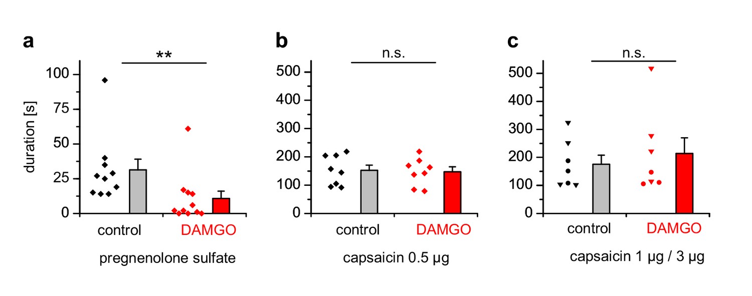 Anti Nociceptive Action Of Peripheral Mu Opioid Receptors By G Beta Gamma Protein Mediated Inhibition Of Trpm3 Channels Elife