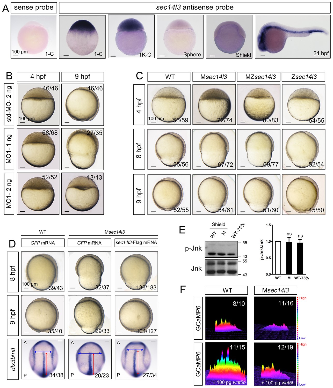 The Sec14-like phosphatidylinositol transfer proteins Sec14l3