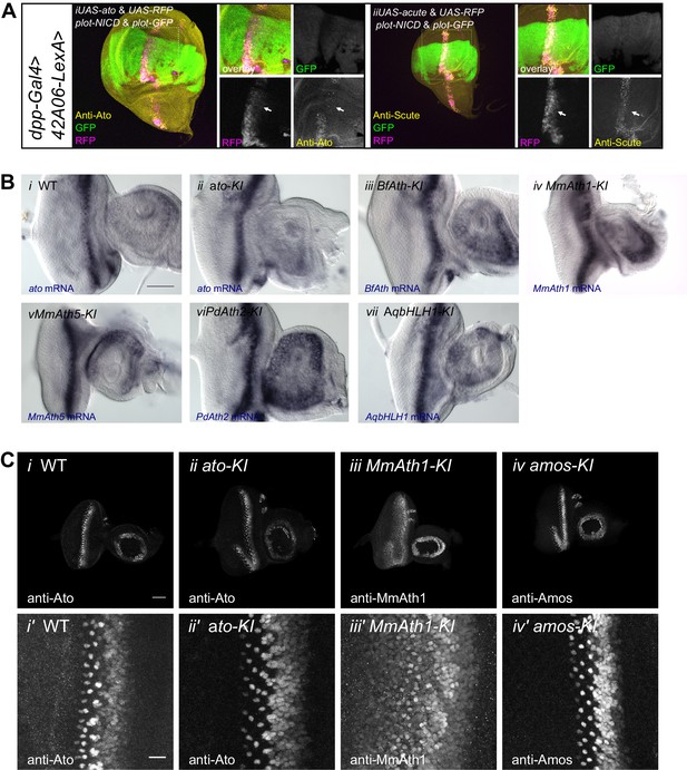 Figures And Data In Evolutionary Changes In Transcription Factor Coding ...