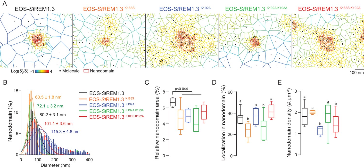 Structural Basis For Plant Plasma Membrane Protein Dynamics And ...