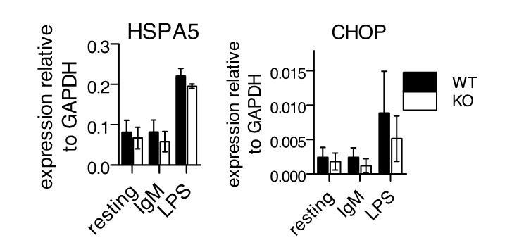 Ubiquilin1 promotes antigen receptor mediated proliferation by