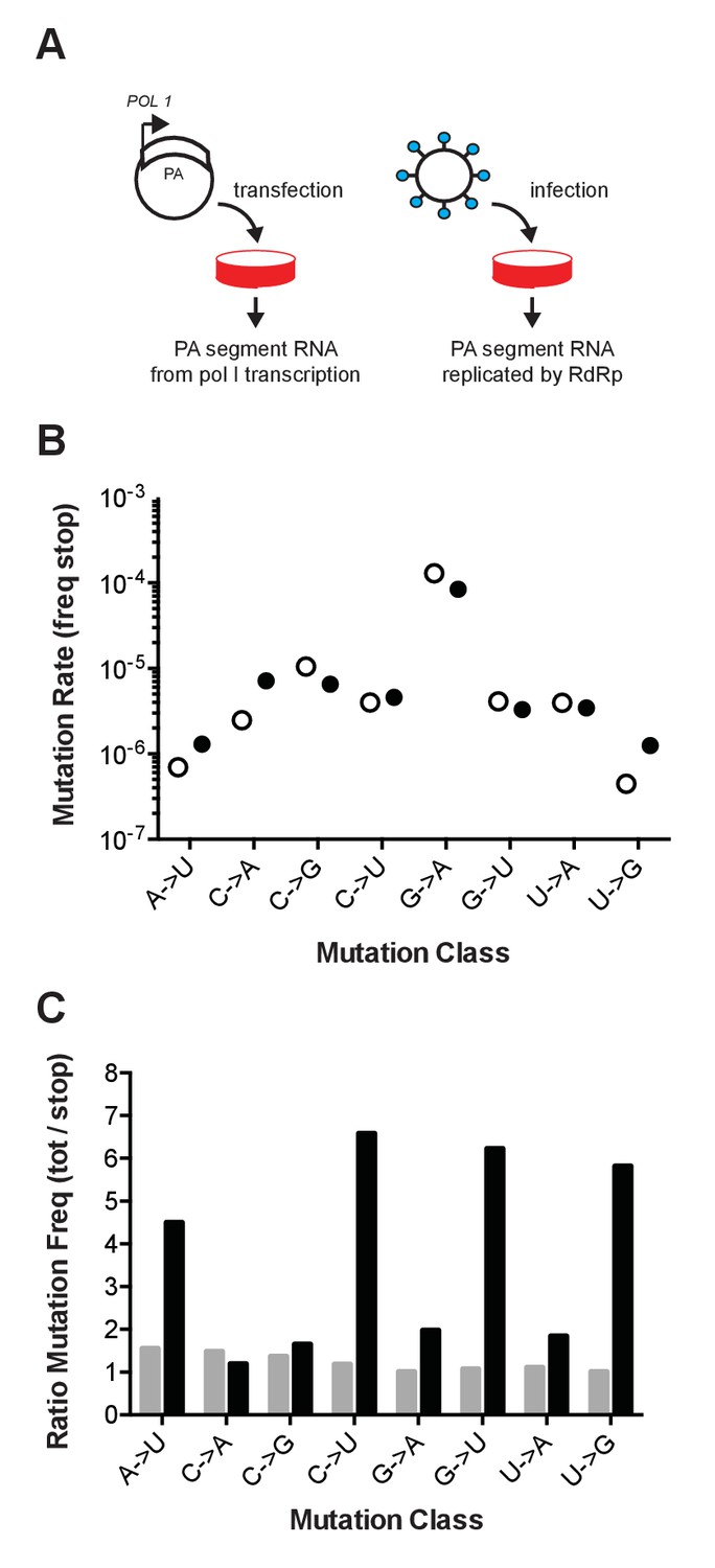 A Novel Twelve Class Fluctuation Test Reveals Higher Than Expected Mutation Rates For Influenza A Viruses Elife