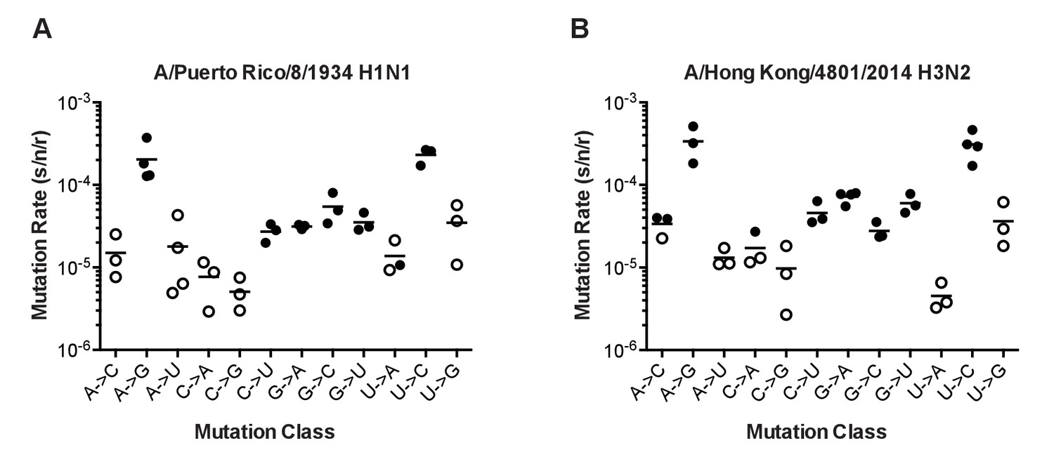 A Novel Twelve Class Fluctuation Test Reveals Higher Than Expected Mutation Rates For Influenza A Viruses Elife