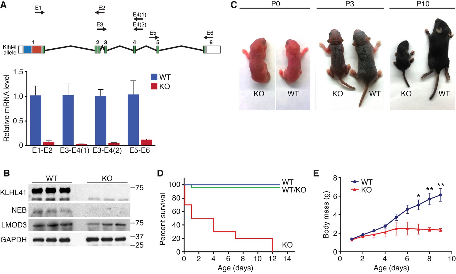 KLHL41 stabilizes skeletal muscle sarcomeres by nonproteolytic ...