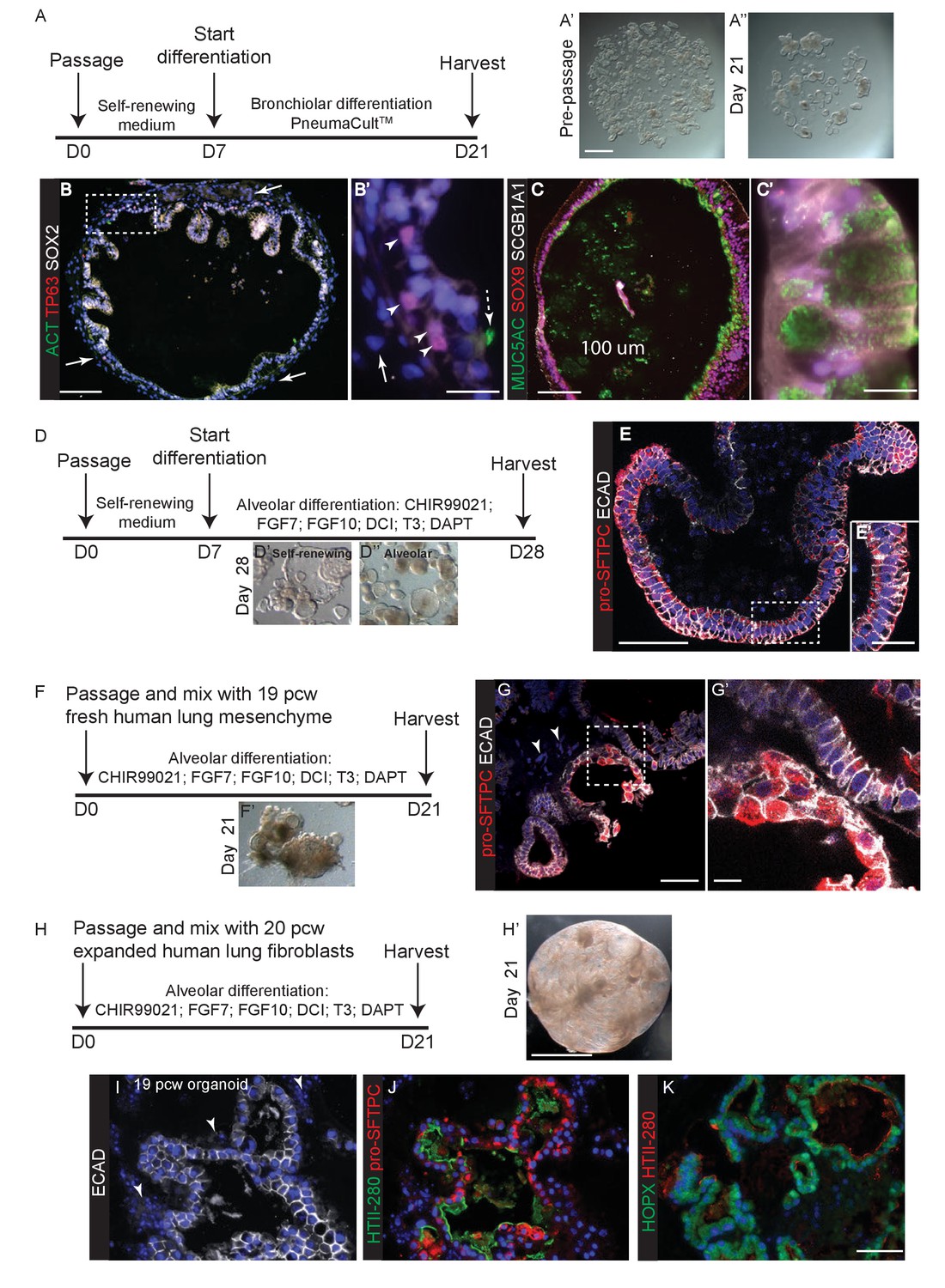 Human embryonic lung epithelial tips are multipotent progenitors that ...