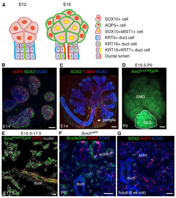 SOX2 Regulates Acinar Cell Development In The Salivary Gland | ELife