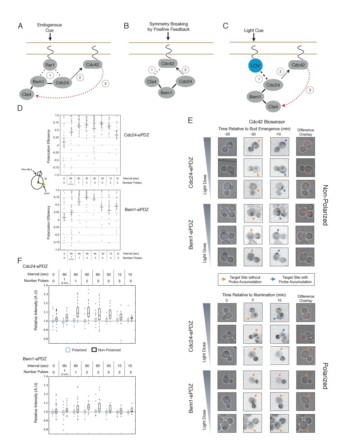 Figures And Data In Cell Cycle Entry Triggers A Switch Between Two