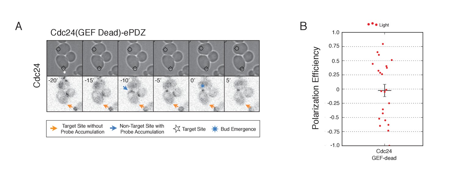 Figures And Data In Cell Cycle Entry Triggers A Switch Between Two