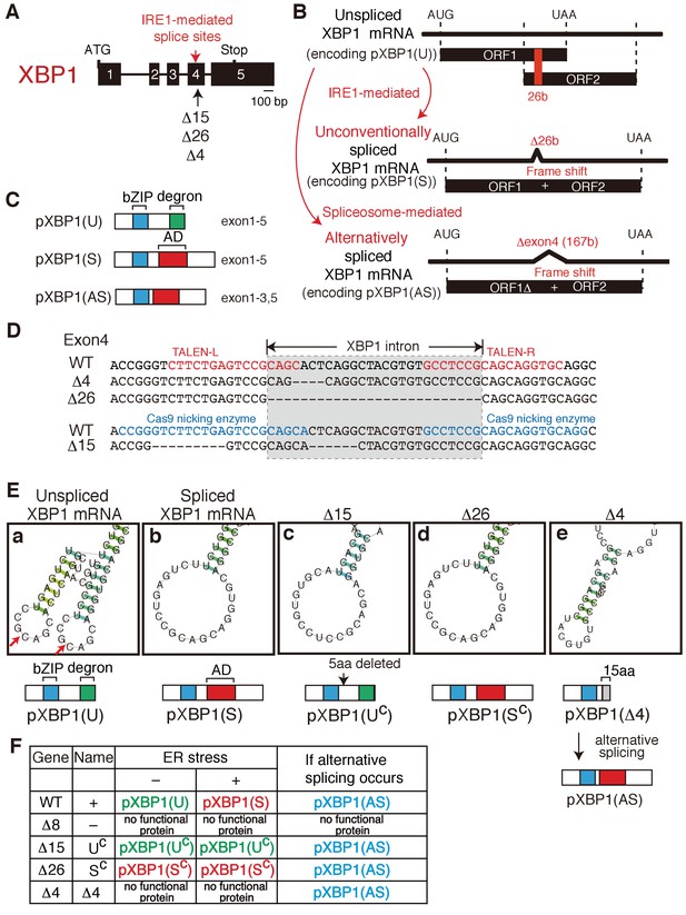 Unfolded protein response transducer IRE1-mediated signaling ...