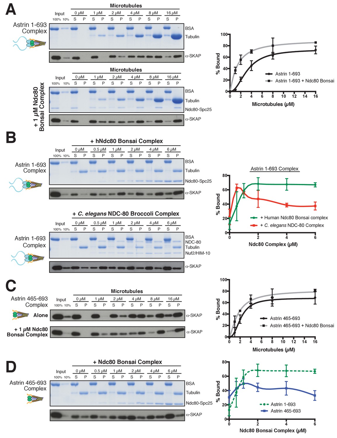 Astrin-SKAP complex reconstitution reveals its kinetochore
