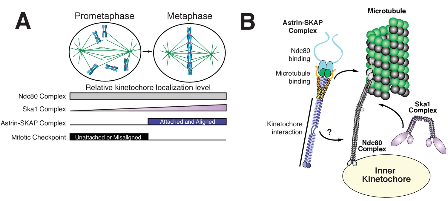 Astrin-SKAP complex reconstitution reveals its kinetochore