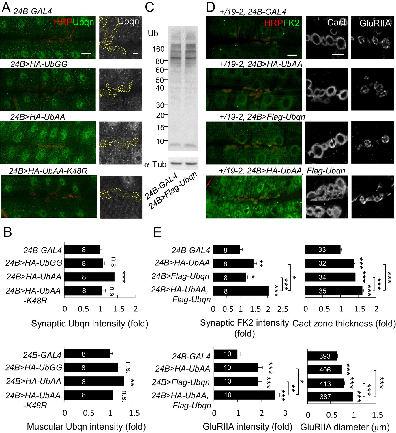 USP5 Leon Deubiquitinase Confines Postsynaptic Growth By Maintaining