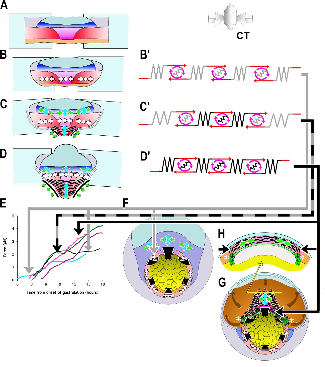 Large, long range tensile forces drive convergence during Xenopus ...