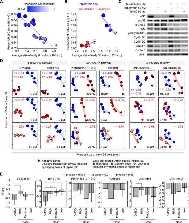 Size uniformity of animal cells is actively maintained by a p38 MAPK ...