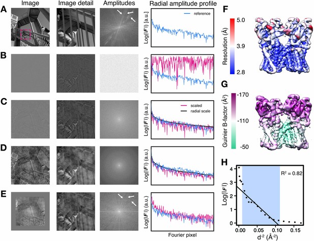 Model-based local density sharpening of cryo-EM maps | eLife