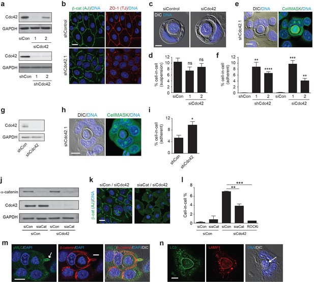 Mitosis can drive cell cannibalism through entosis | eLife