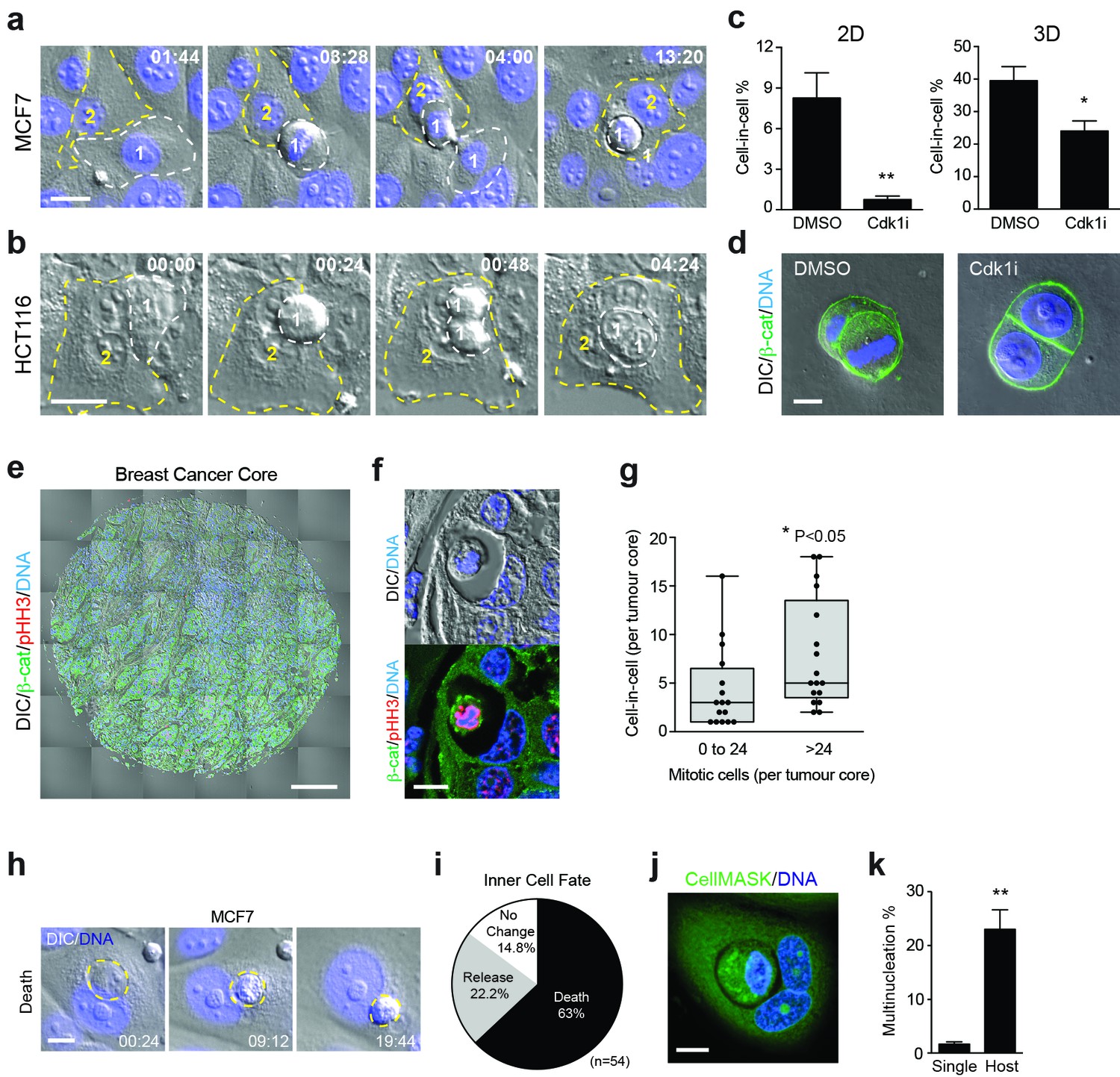 Mitosis Can Drive Cell Cannibalism Through Entosis | ELife