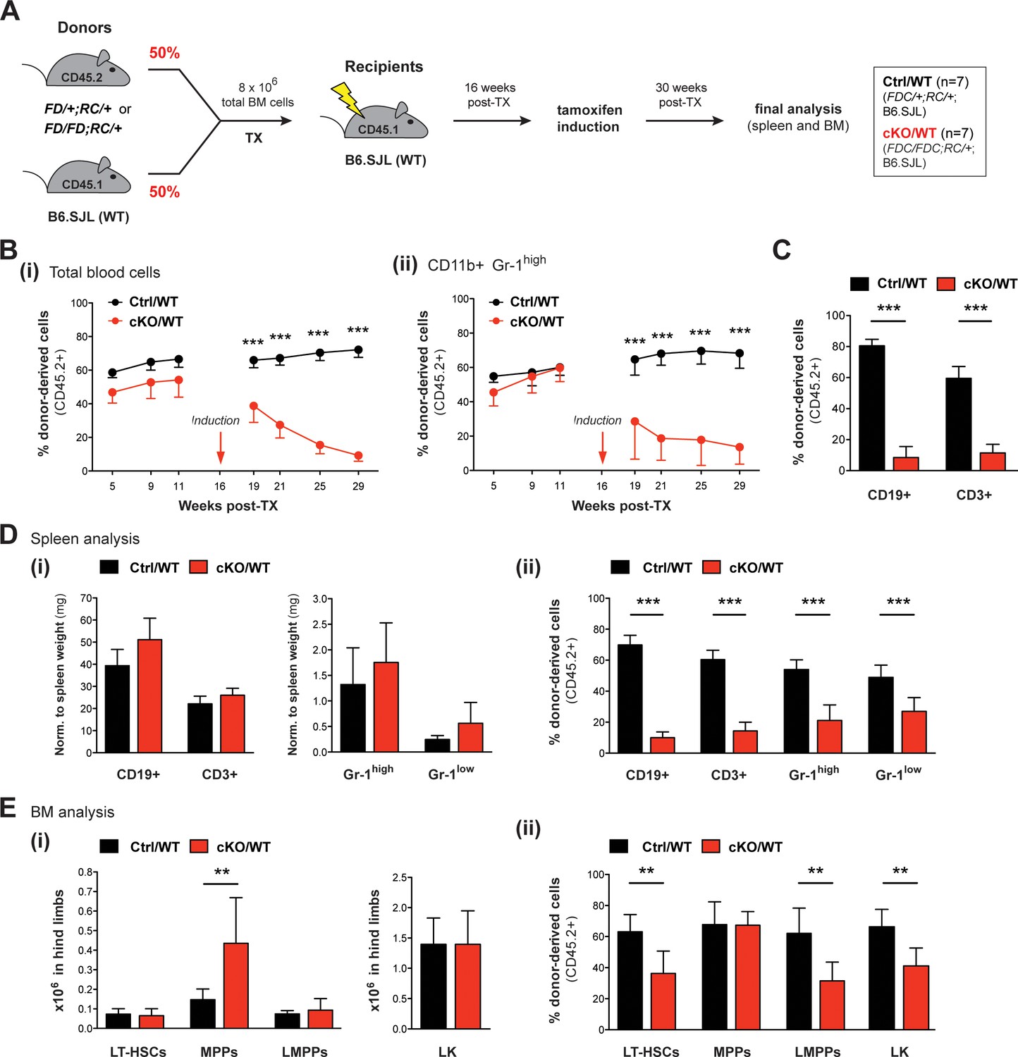 Histone methyltransferases Setd1b increases H3K4me3 level to