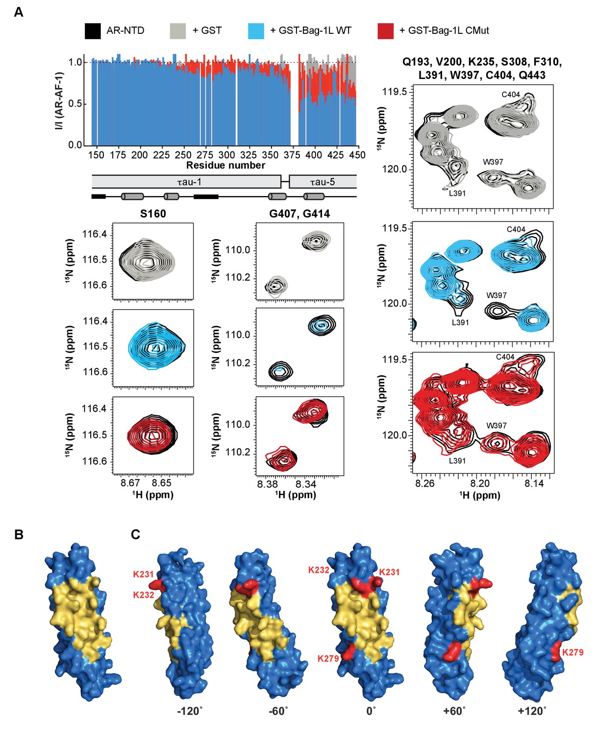 Development of Bag-1L as a therapeutic target in androgen receptor