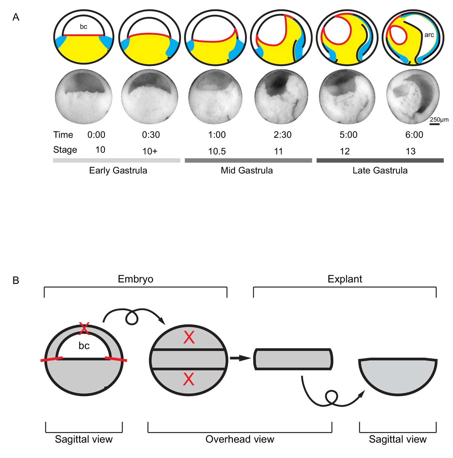 Ingression-type cell migration drives vegetal endoderm internalisation in  the Xenopus gastrula | eLife