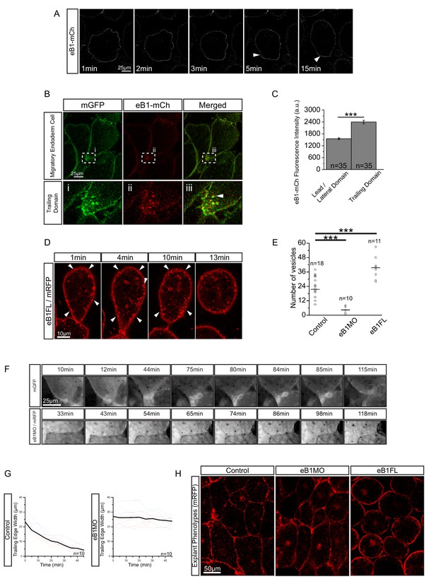 Ingression-type cell migration drives vegetal endoderm internalisation ...