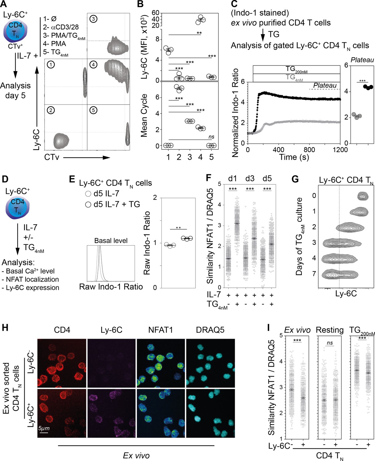 Calcium-mediated shaping of naive CD4 T-cell phenotype and function | eLife