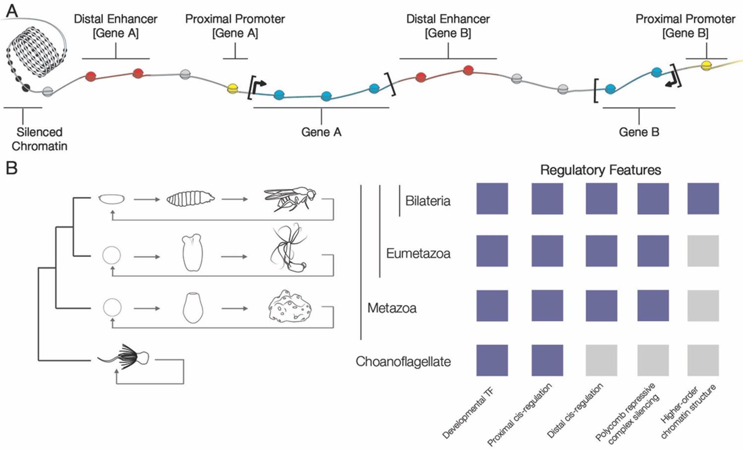 Multicellularity the evolution of gene regulation elife