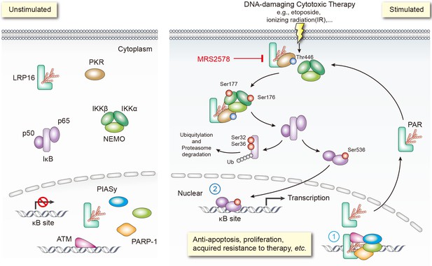 Blockade of the LRP16-PKR-NF-κB signaling axis sensitizes colorectal ...