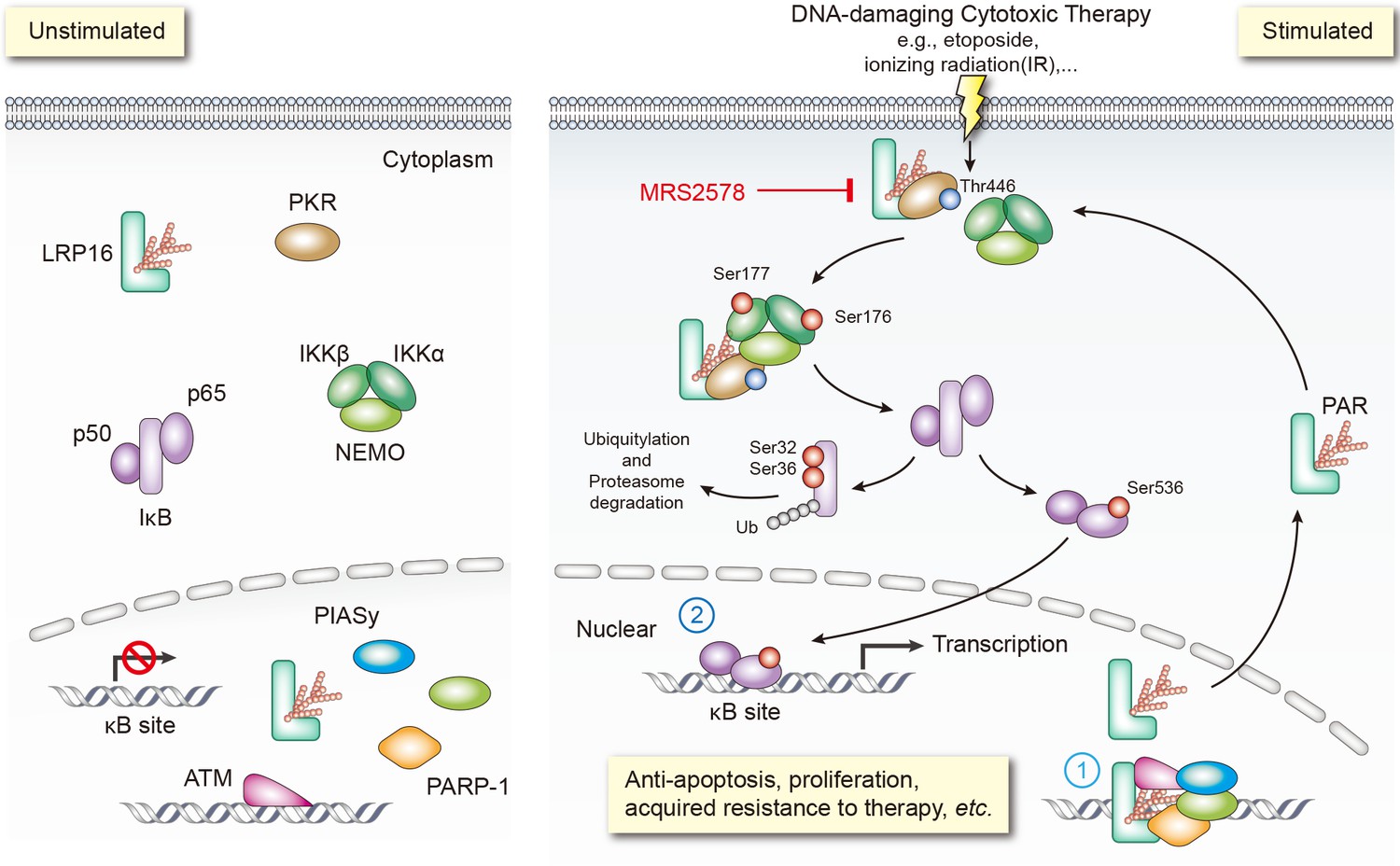 Blockade Of The Lrp16-pkr-nf-κb Signaling Axis Sensitizes Colorectal 