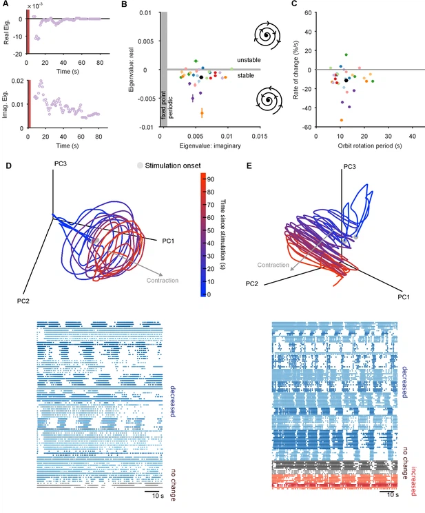 A spiral attractor network drives rhythmic locomotion