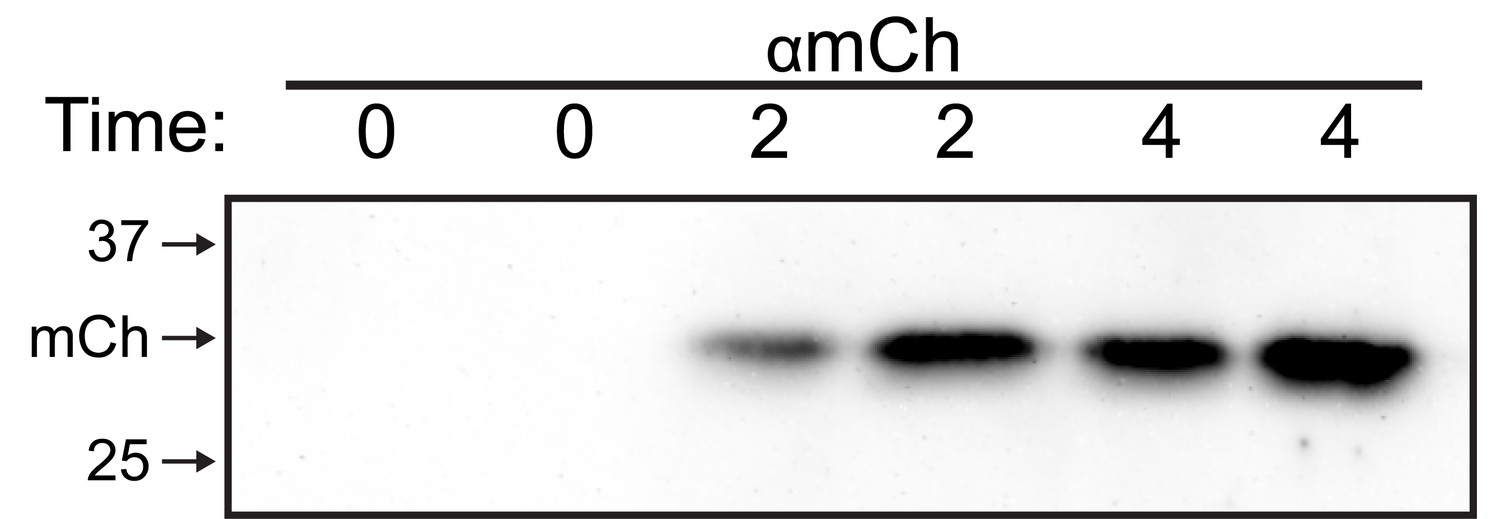 Figures and data in Golgi-independent secretory trafficking through ...