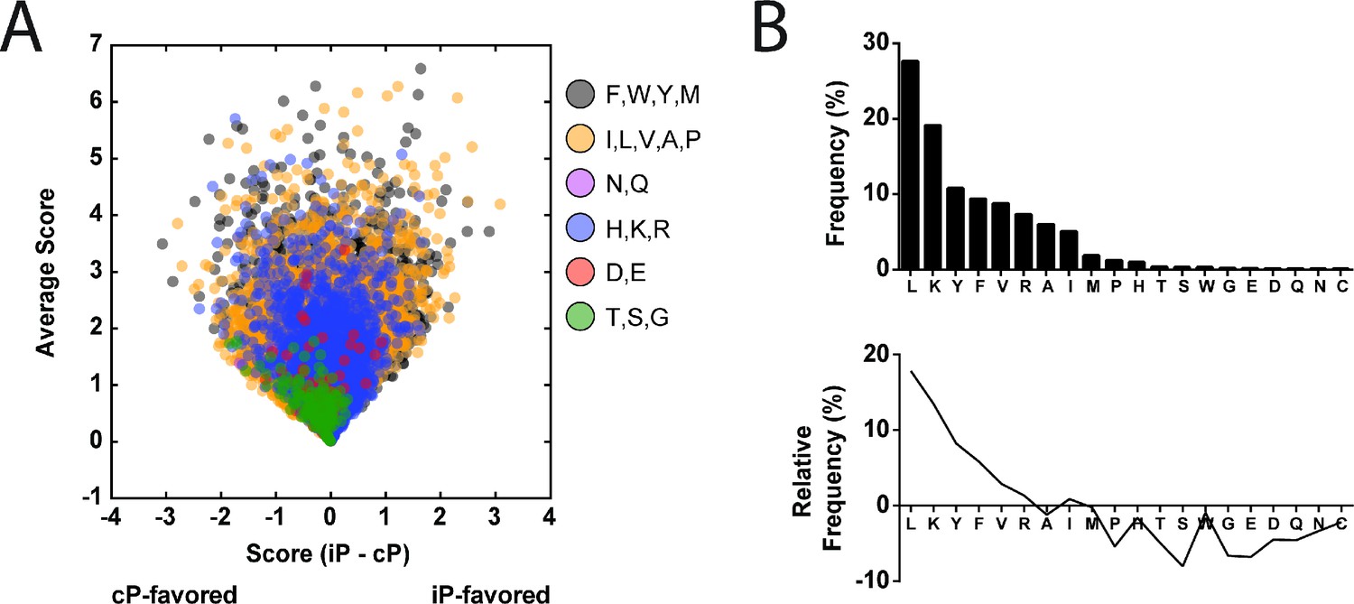 Immunoproteasome Functions Explained By Divergence In Cleavage Specificity And Regulation Elife