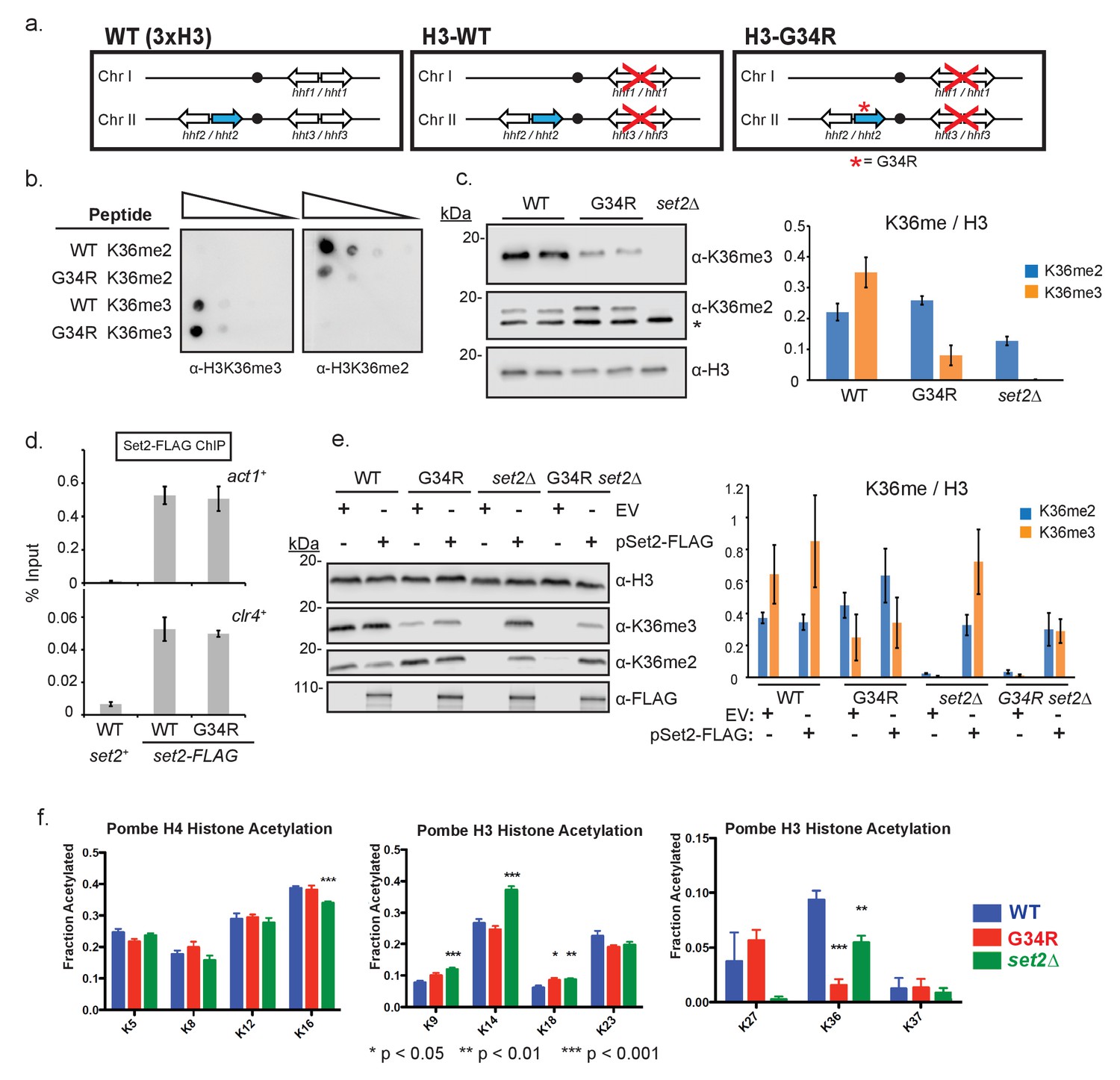 Histone H3G34R mutation causes replication stress, homologous ...