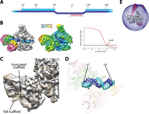 Figures and data in Structural mechanism of ATP-independent ...