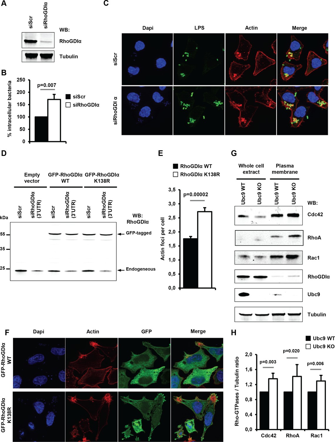 Figures and data in Shigella entry unveils a calcium/calpain-dependent ...