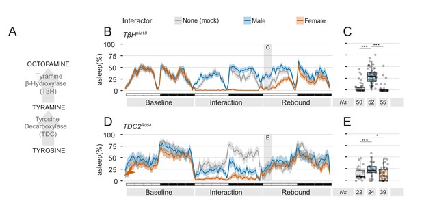 Figures and data in Regulation of sleep homeostasis by sexual arousal ...