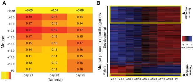 Molecular conservation of marsupial and eutherian placentation and