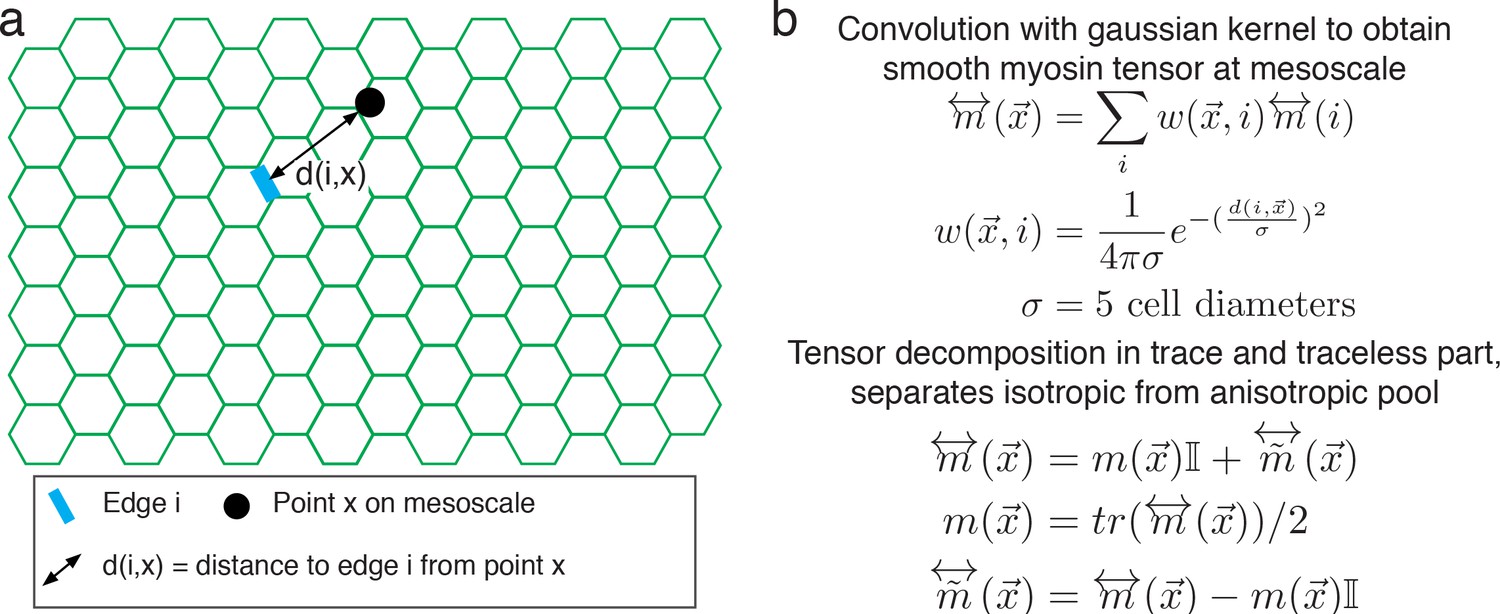 Global Morphogenetic Flow Is Accurately Predicted By The Spatial Distribution Of Myosin Motors Elife