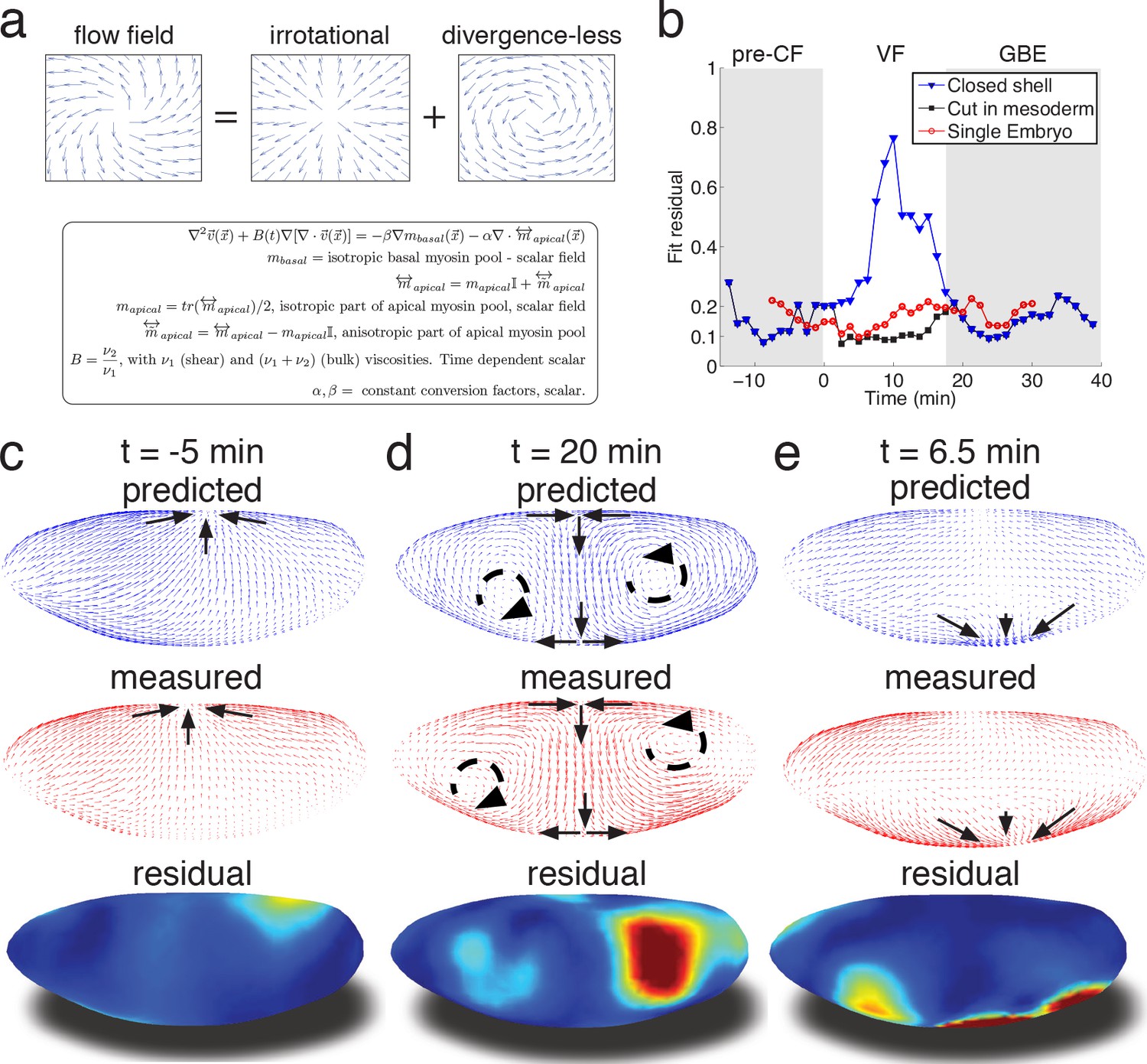 Global Morphogenetic Flow Is Accurately Predicted By The Spatial Distribution Of Myosin Motors Elife