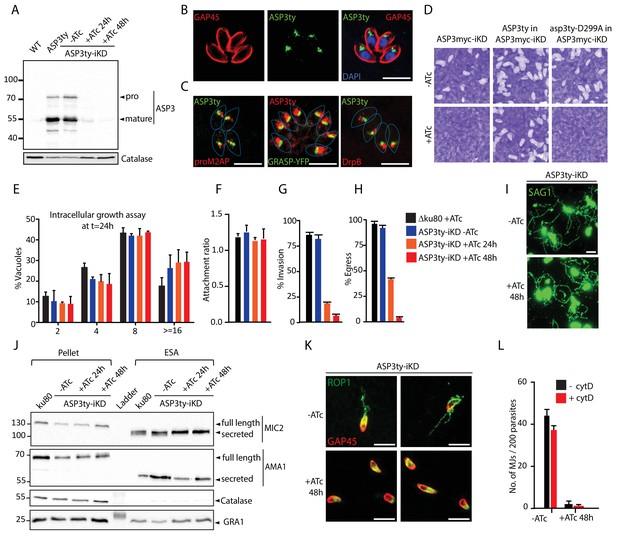 A druggable secretory protein maturase of Toxoplasma essential for ...