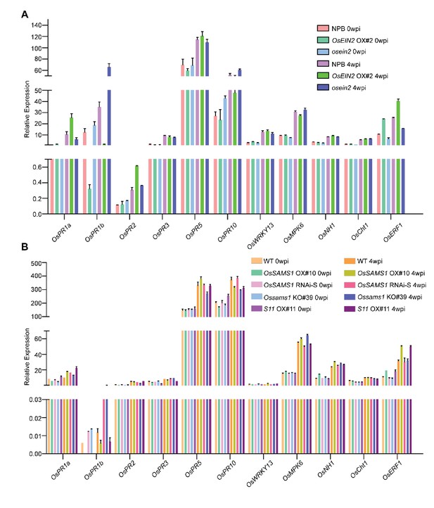 Figures and data in A viral protein promotes host SAMS1 activity and ...