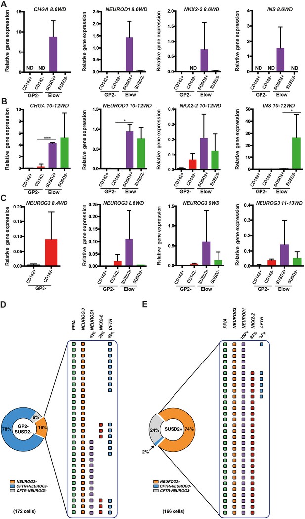 Reconstructing Human Pancreatic Differentiation By Mapping Specific ...