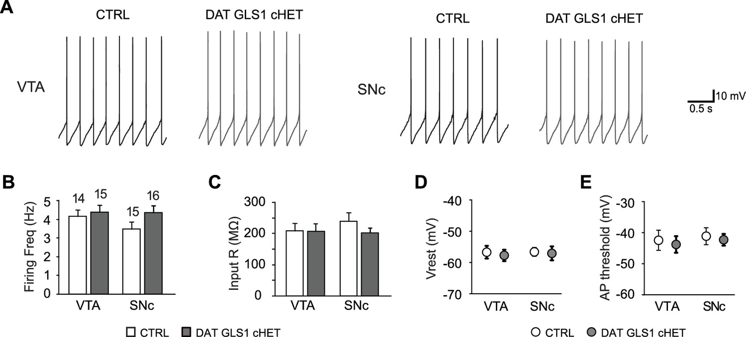 Dopamine neuron dependent behaviors mediated by glutamate